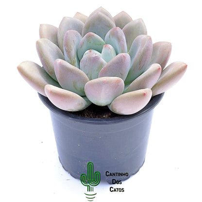 Echevaria Opalina