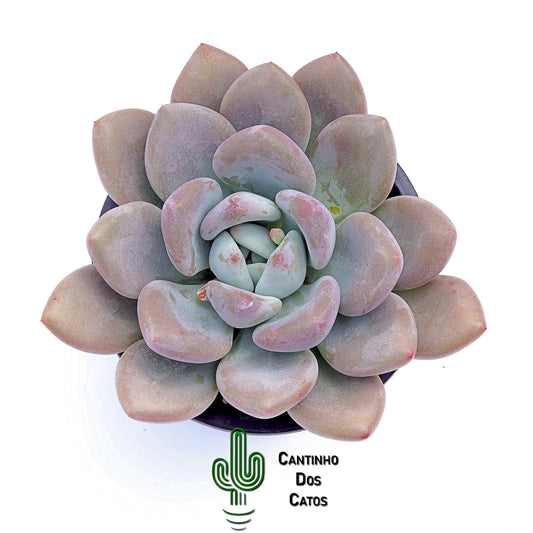 Echevaria Opalina