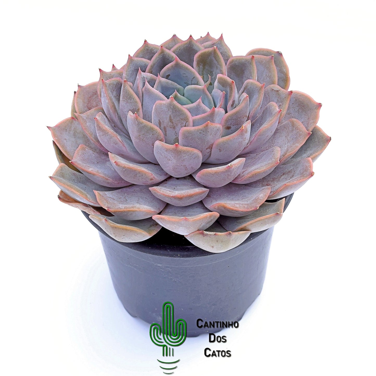 Echevaria Orion