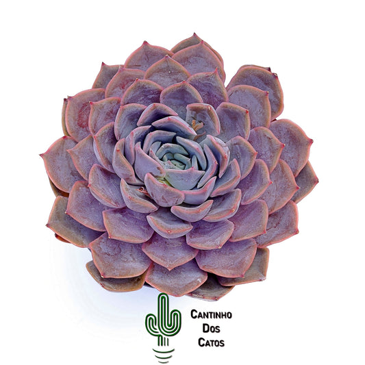 Echevaria Orion