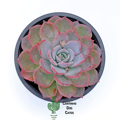 Echeveria Laulensis