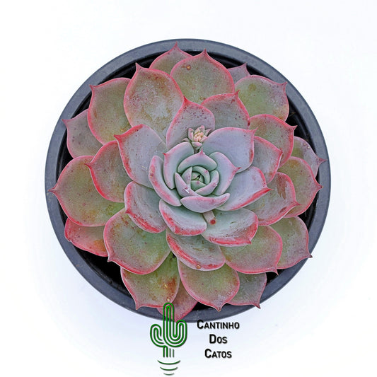 Echeveria Laulensis