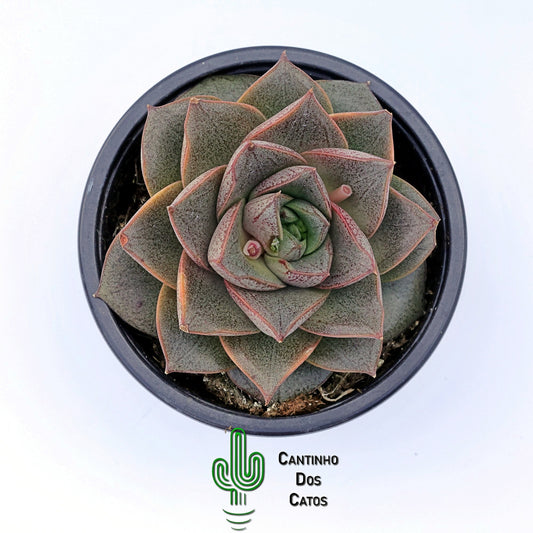 Echeveria Purposorum