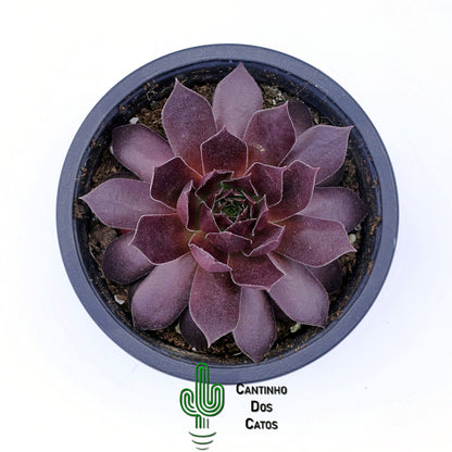 Sempervivum ‘Royal Ruby’