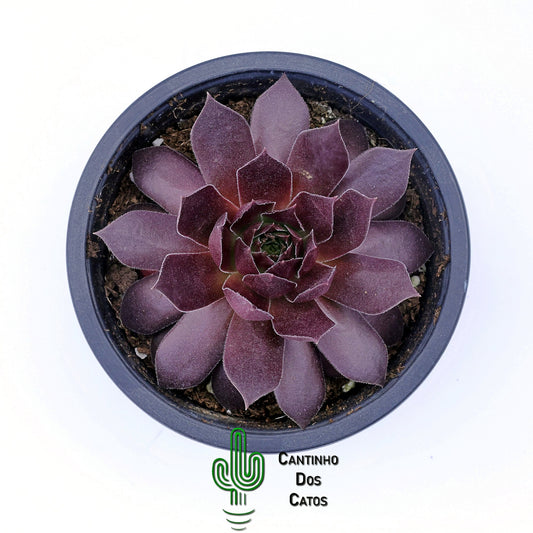 Sempervivum ‘Royal Ruby’