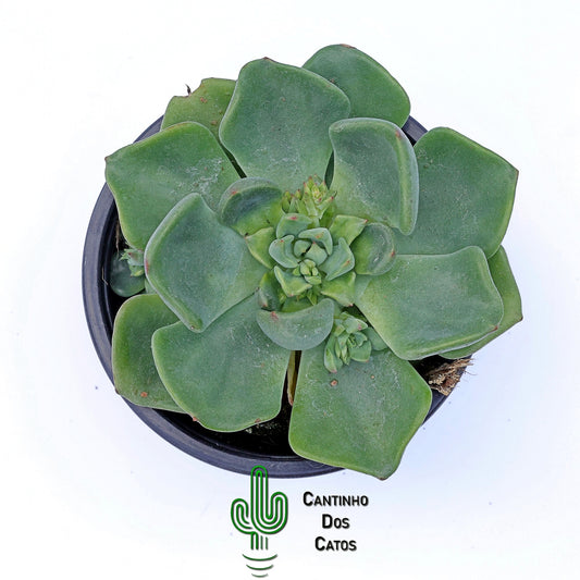 Echeveria Setosa v. Oteroi