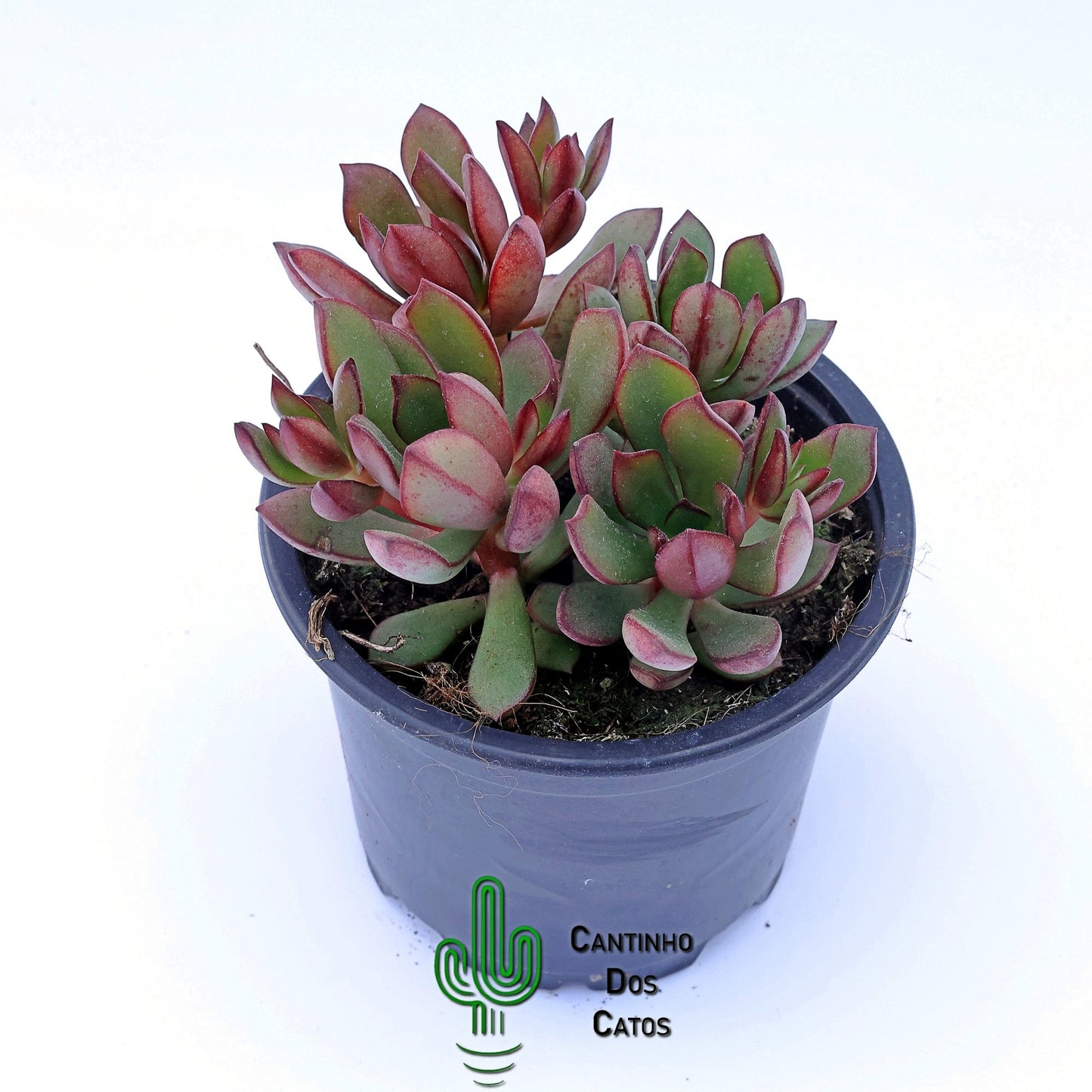 Echeveria Toggle
