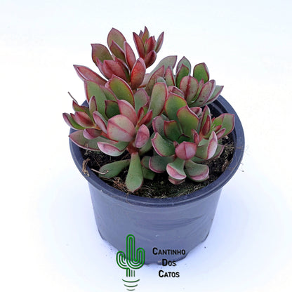 Echeveria Toggle