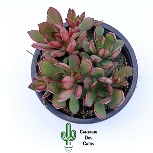 Echeveria Toggle