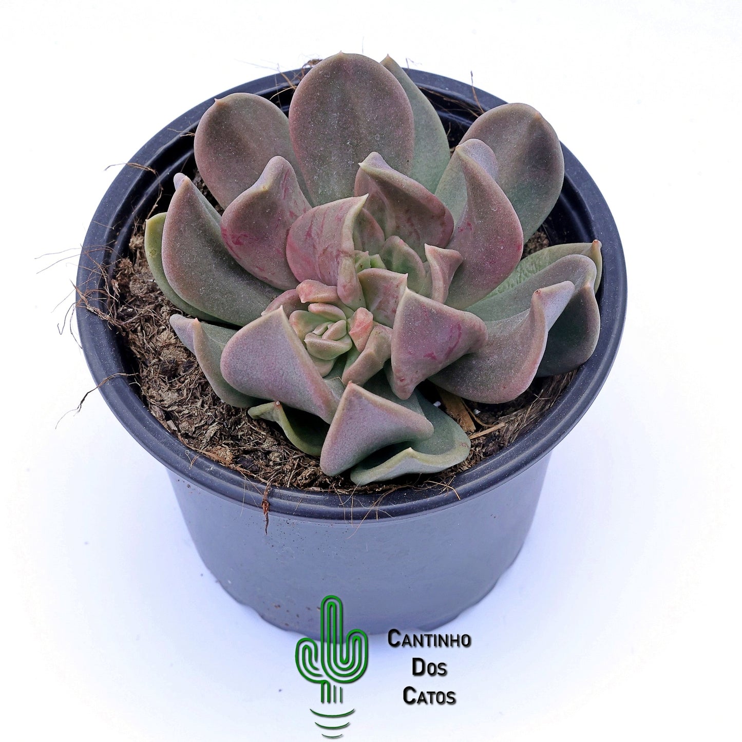 Echeveria Curve