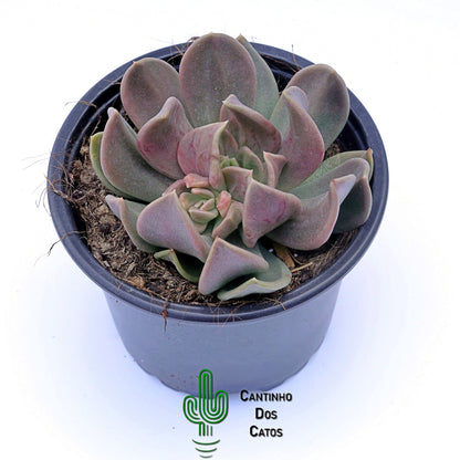 Echeveria Curve