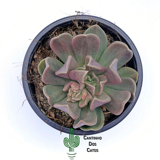 Echeveria Curve
