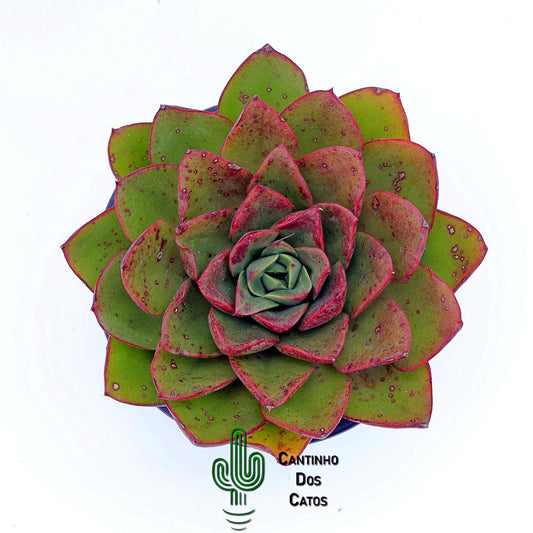 Echeveria Salsa Green