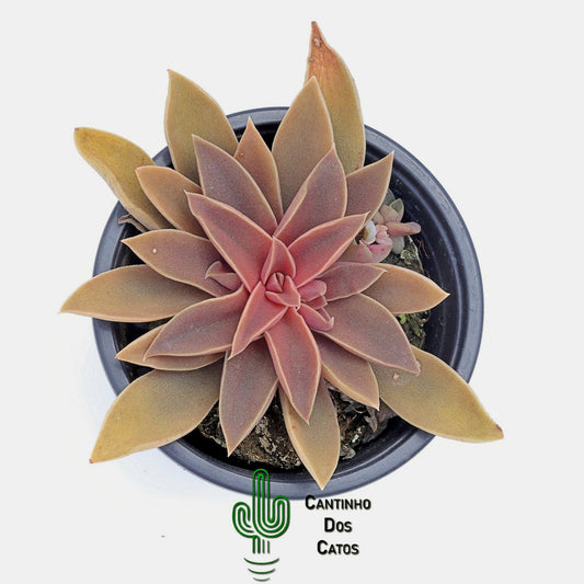 Echeveria Carnicolor Hibrida