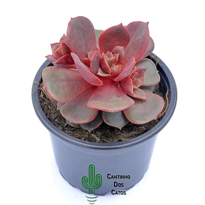 Echeveria Agavoides Mont