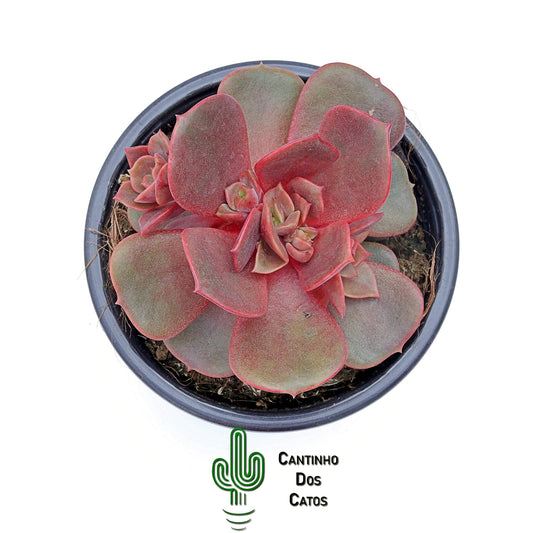 Echeveria Agavoides Mont