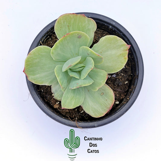 Echeveria Mocha Variegata