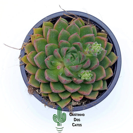 Echeveria Setorum Victor