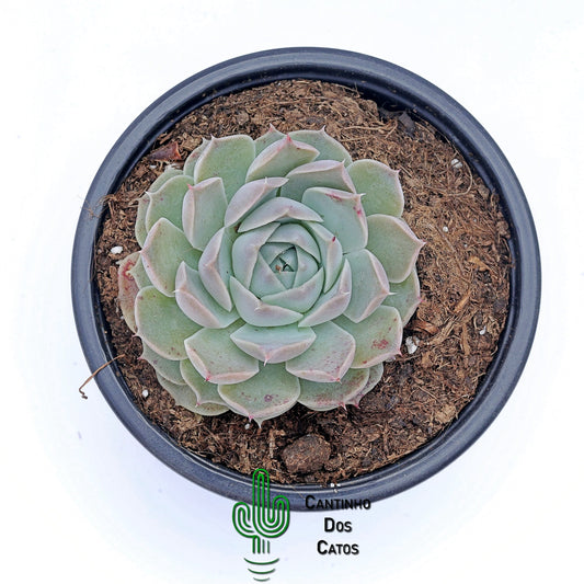 Echeveria halbingeri