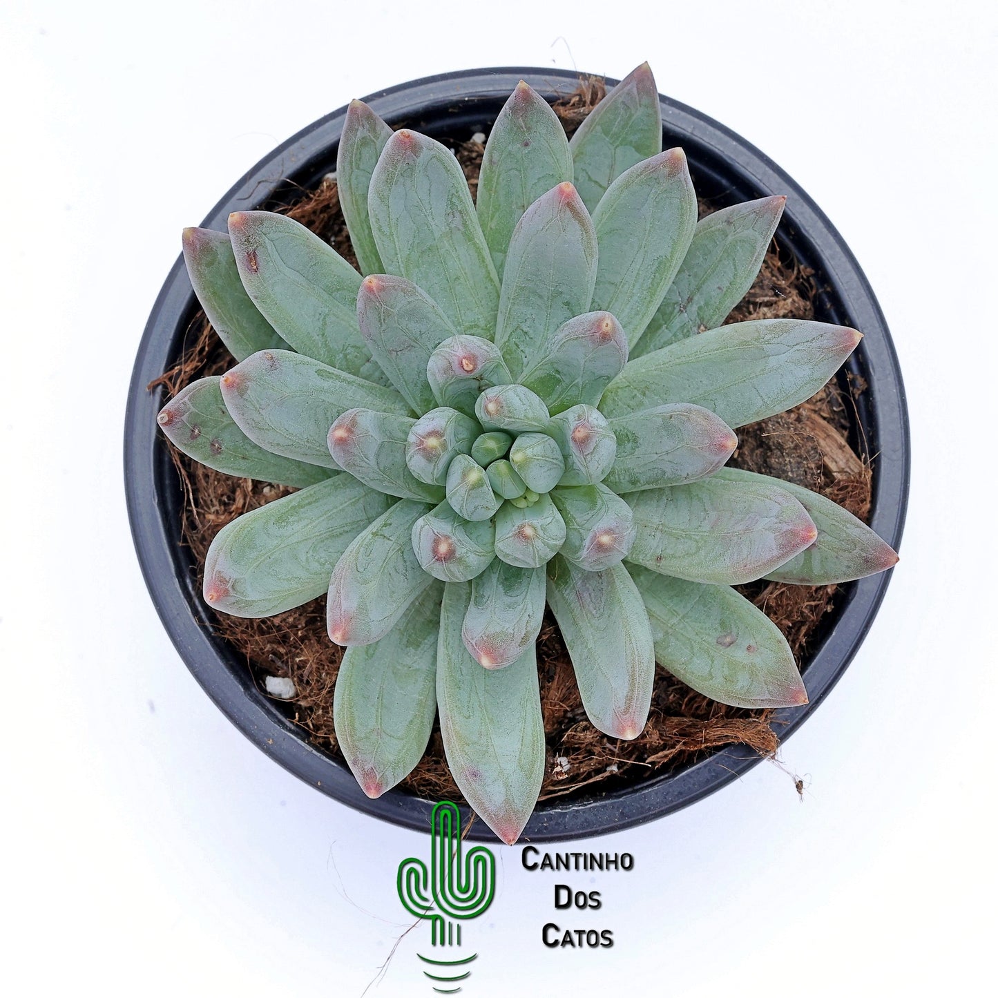 Echeveria Hookerii