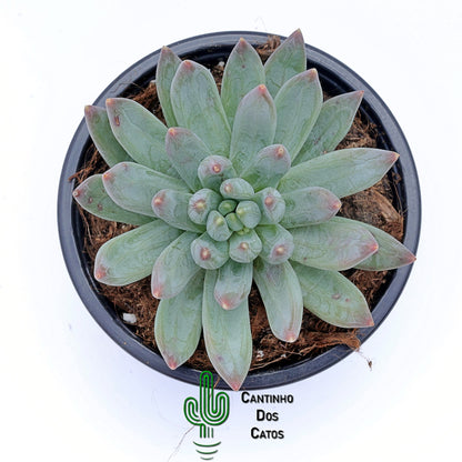 Echeveria Hookerii