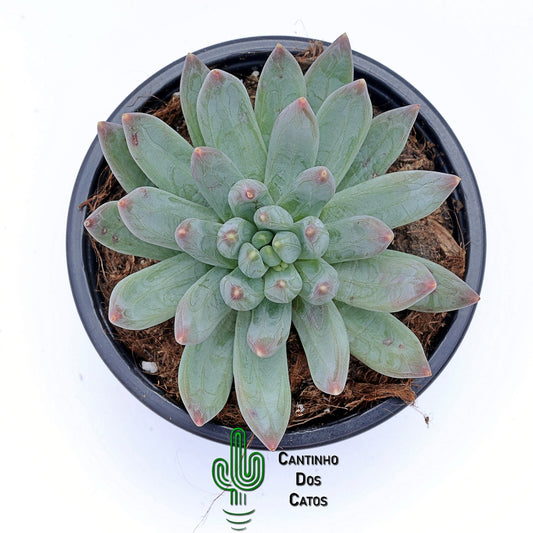 Echeveria Hookerii