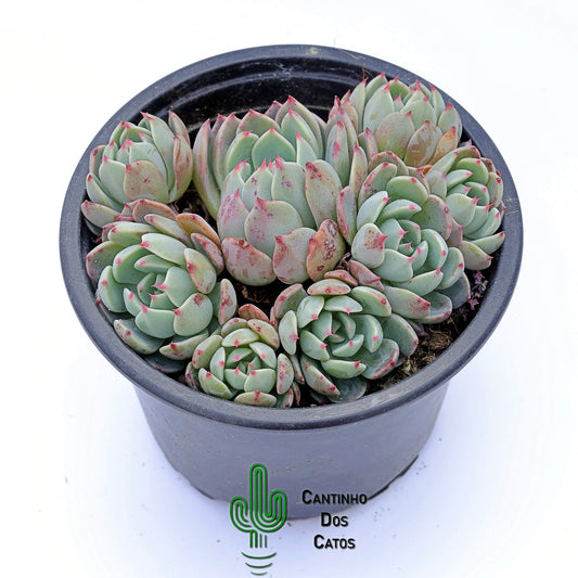 Echeveria Early Sunrise