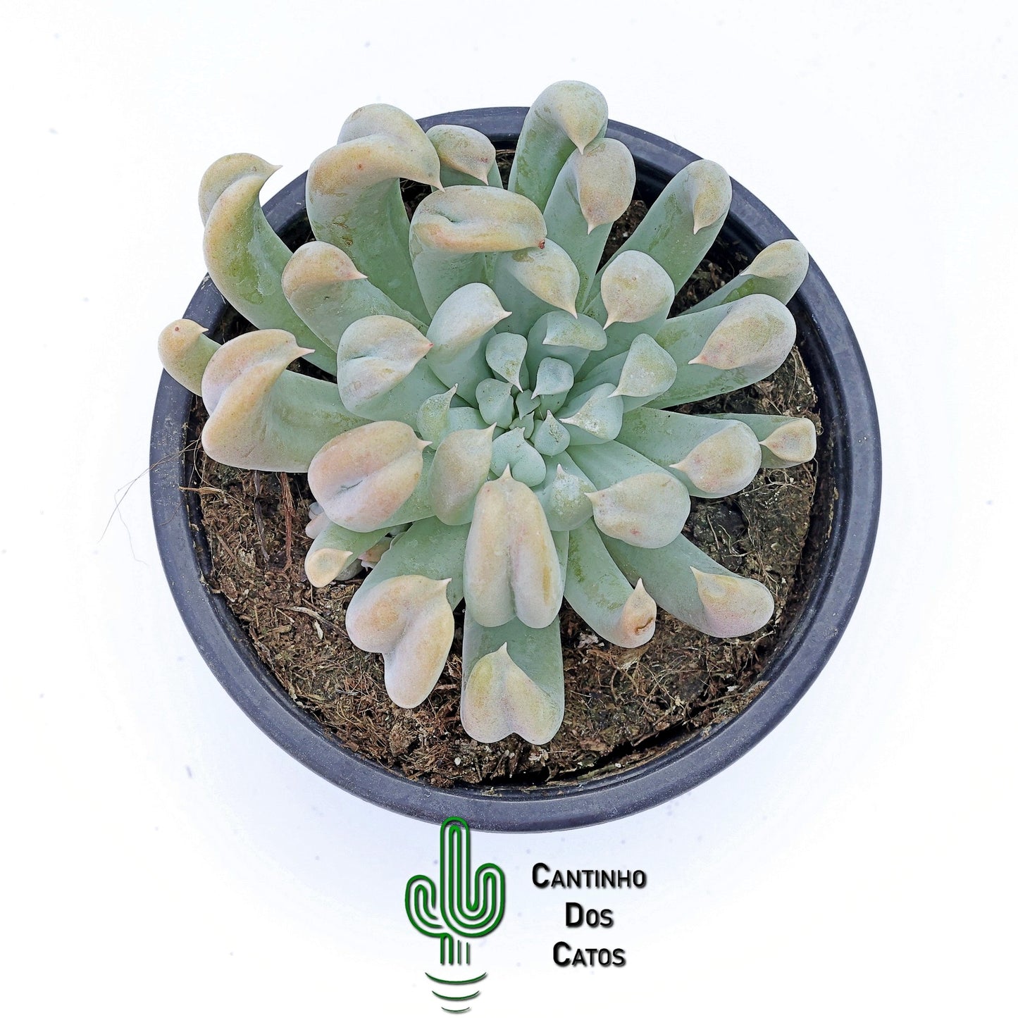 Echeveria Runyonii Topsy Turvy