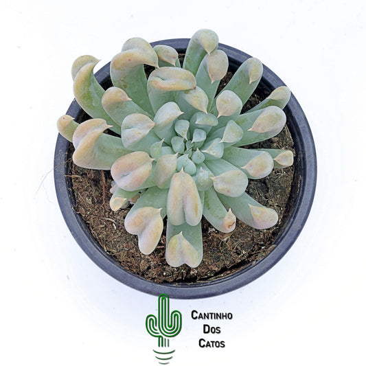 Echeveria Runyonii Topsy Turvy