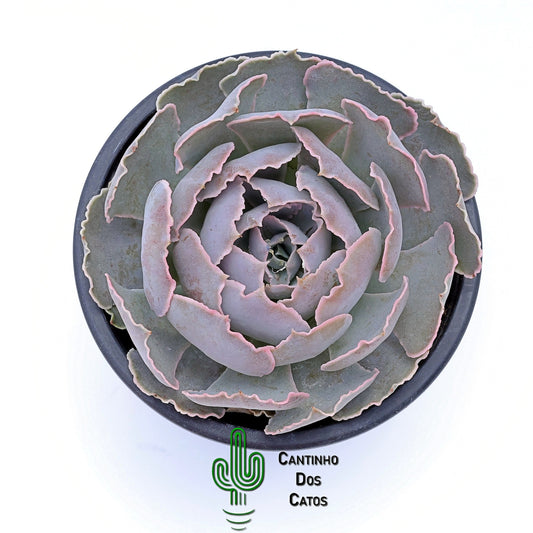 Echeveria shaviana truffles