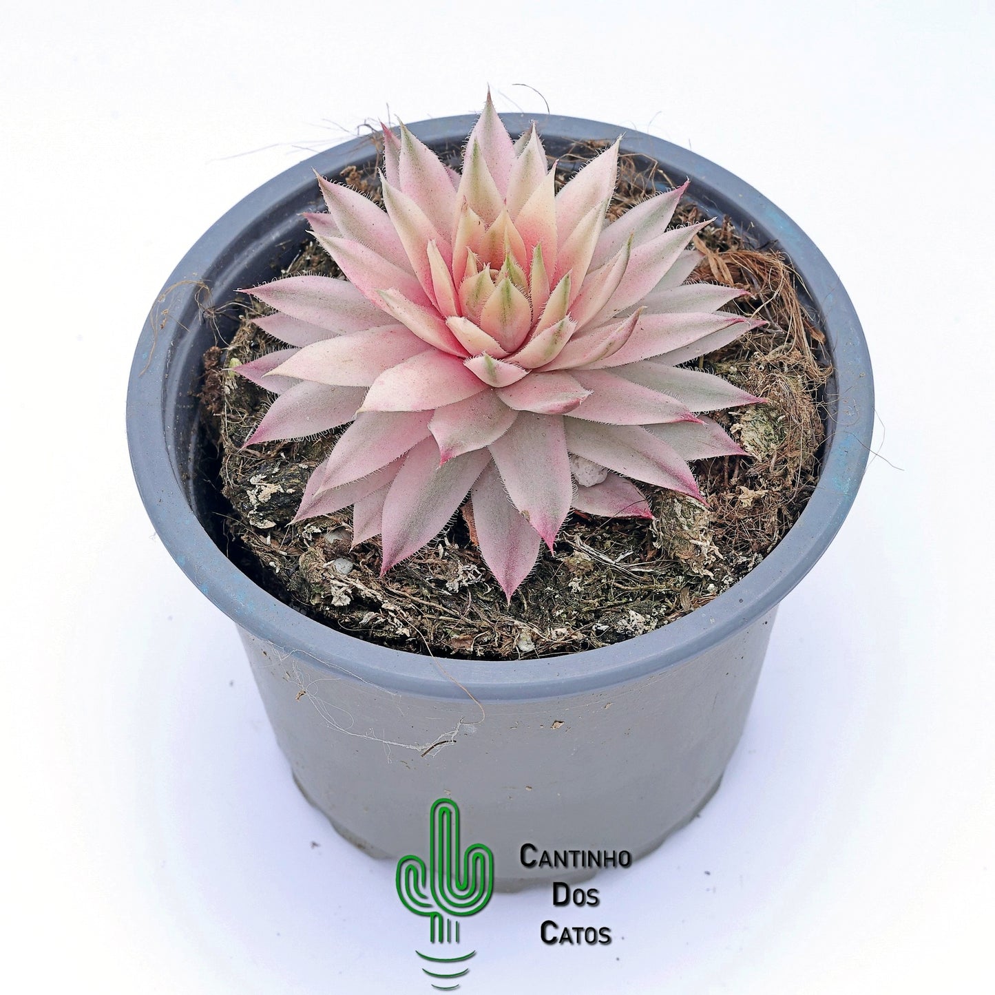 Sempervivum Saxon variegata