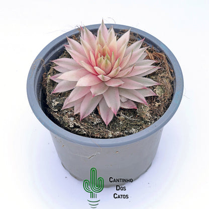 Sempervivum Saxon variegata