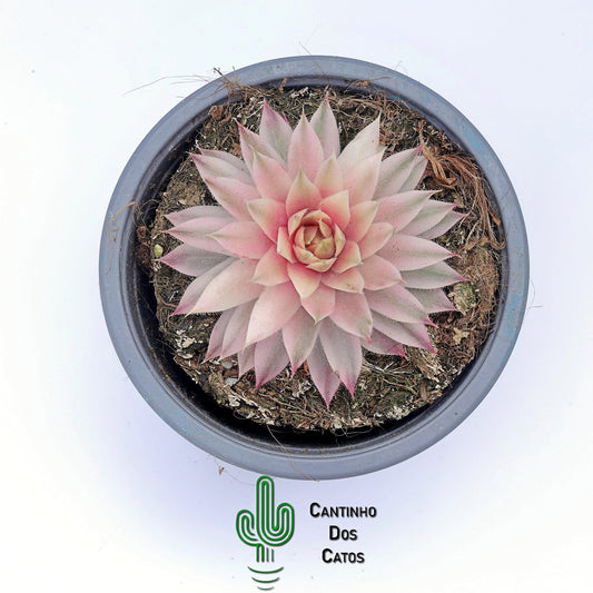 Sempervivum Saxon variegata