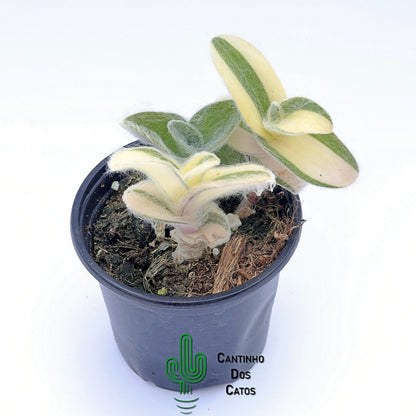 Tradescantia Sillamontana Variegata