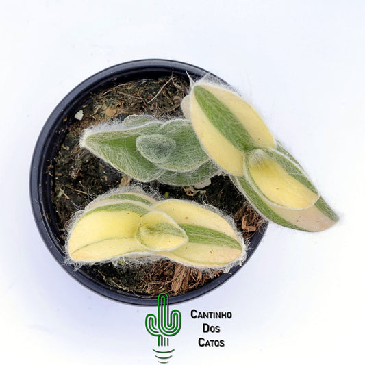 Tradescantia Sillamontana Variegata