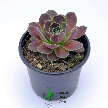 Sempervivum, Jovibarba Heuffelii