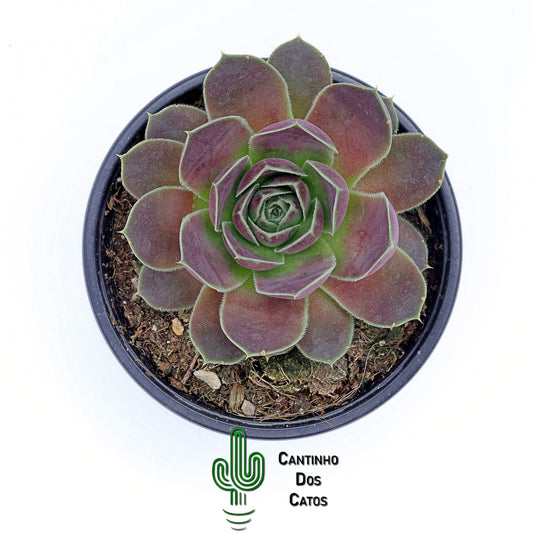Sempervivum, Jovibarba Heuffelii