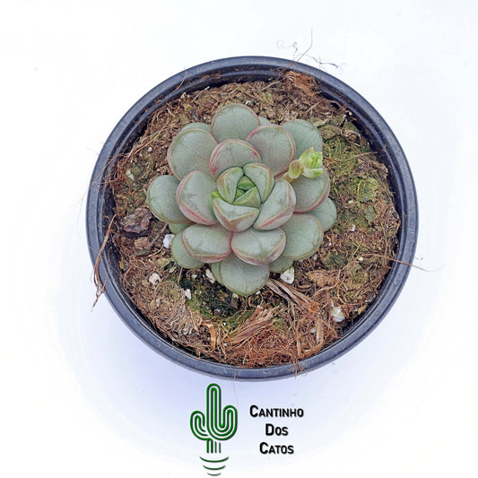Graptoveria Amethorum
