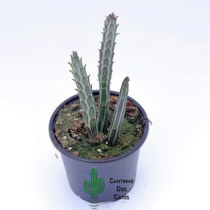 Senecio stapeliiformis