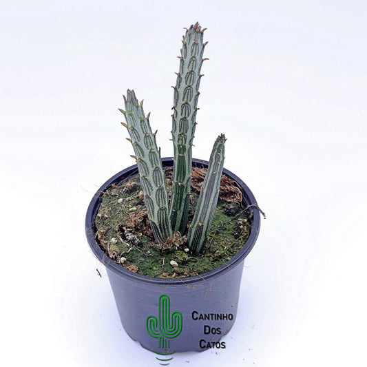 Senecio stapeliiformis
