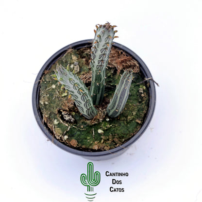 Senecio stapeliiformis