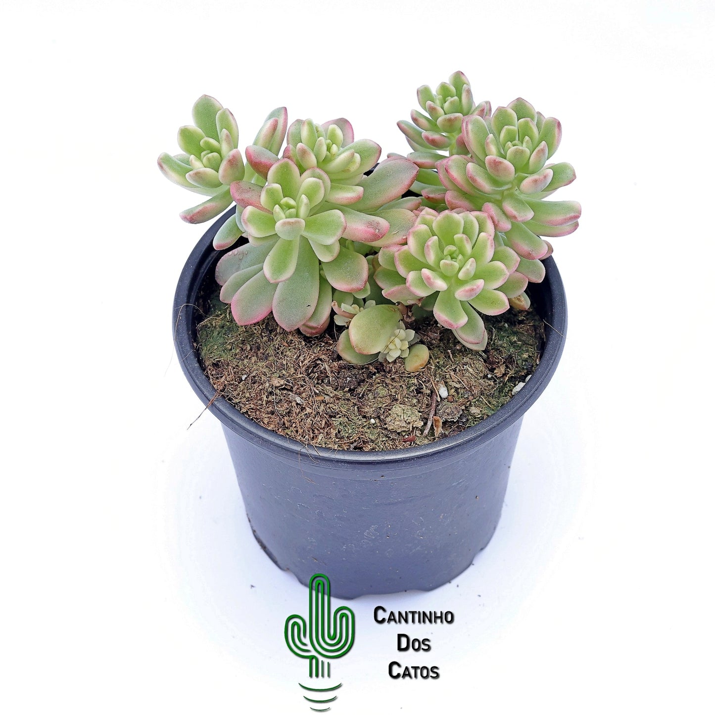 Sedum Joyce Tulloch Variegata
