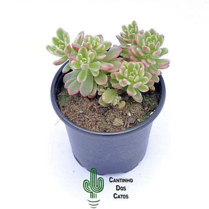 Sedum Joyce Tulloch Variegata