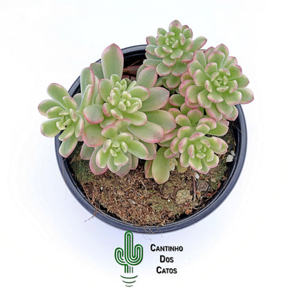 Sedum Joyce Tulloch Variegata