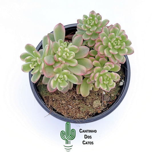 Sedum Joyce Tulloch Variegata