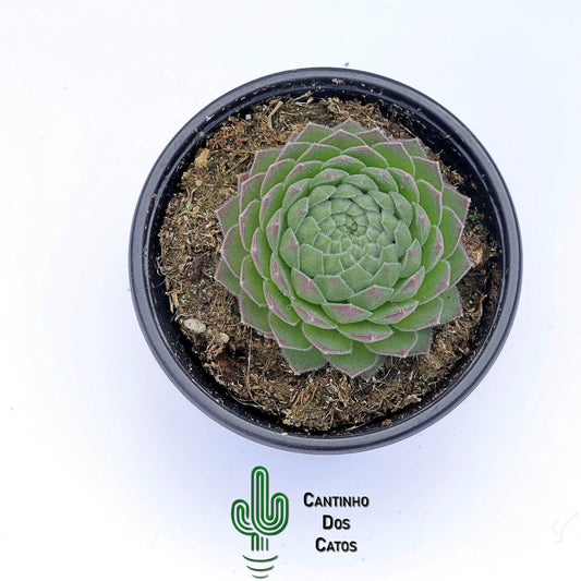 Sempervivum Sugar shimmer