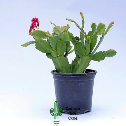 Schlumbergera Truncata, Flor de Maio