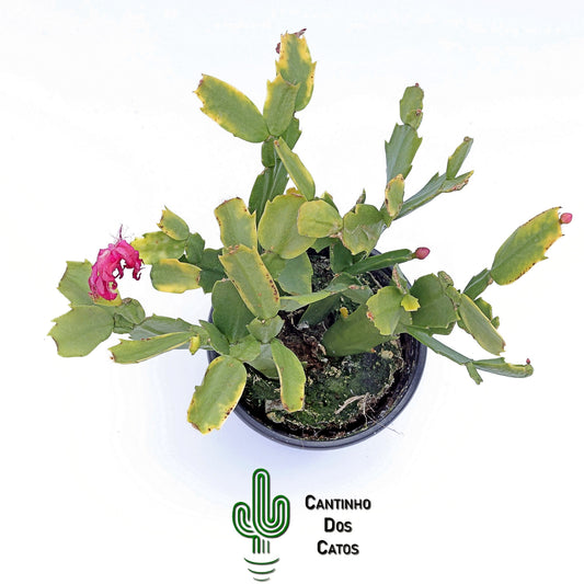 Schlumbergera Truncata, Flor de Maio