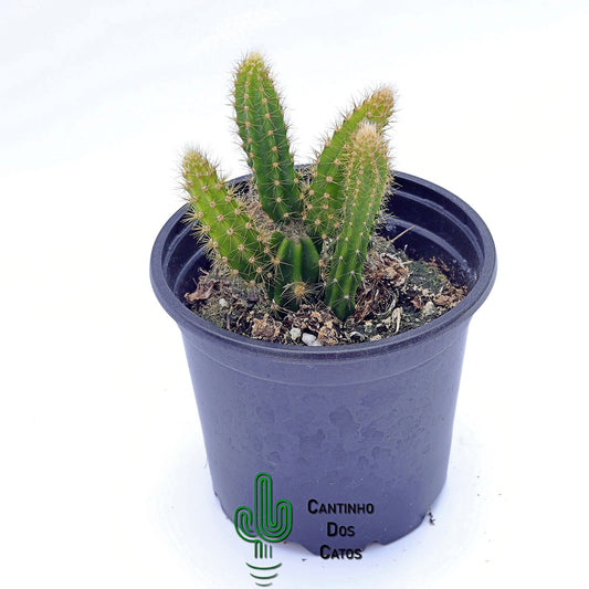 Selenicereus Validus