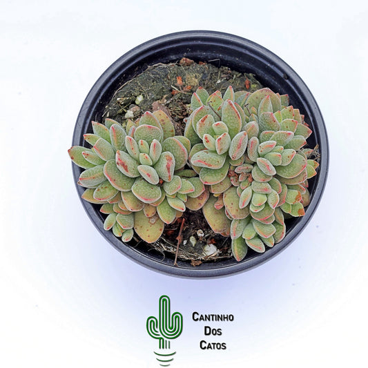Crassula Ausensis Subs. Titanopsis